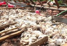 மர்ம நோய் வேகமாக பரவுகிறது, கோழிகள் சாவு..