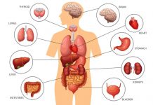 மலிவு விலையில் உறுப்பு மாற்று சிகிச்சை