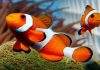 Henti tangkap ikan nemo