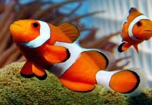 Henti tangkap ikan nemo