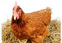 கோழி முட்டையின் விலை குறைந்துள்ளதாக நாடாளுமன்றத்தில் தகவல்