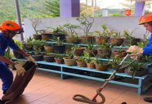 Ular tedung ‘lawat’ rumah ADUN Galas