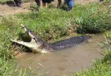 Lelaki Cucuk Mata Buaya Untuk Lepaskan Diri, Elak Diseret