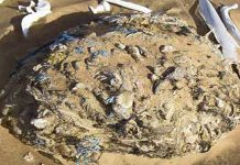 பிளாஸ்டிக் தின்று உயிரிழந்த ஒட்டகங்களின் எலும்புக் கூடுகள் கண்டுபிடிப்பு!