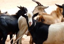 சம்பளம் கிடைக்காததால் ஆடு மேய்க்கும் கவுரவ பேராசிரியர்