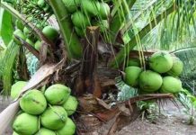 விவசாயிகளுக்கு இலவச தென்னங்கன்றுகள்