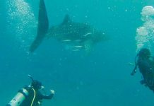 அபுதாபி கடலில் தென்பட்ட அரிய வகை திமிங்கல சுறா