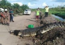 முதலை தாக்கி 8 வயது சிறுவன் மரணம்