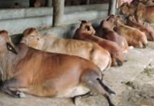 மாடுகளைக் களவாடும் எருமைகள்