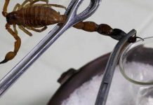 இளைஞரை தொழிலதிபர் ஆக்கிய தேள் விஷம்!