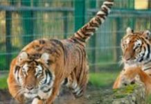 9 ஆண்டுகளில் 290 புலிகள் பலி!