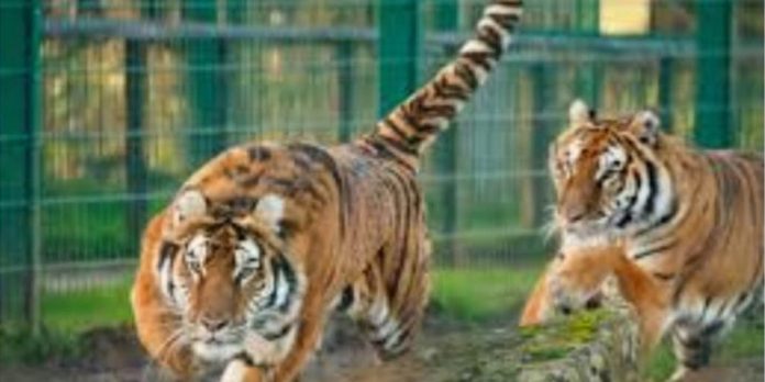 tigers in india