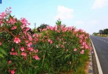 செவரளிப்பூவின் அழகோடு அறிவியல் செவ்வரளி