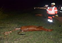 9 ekor lembu mati dirempuh kereta