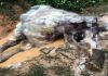 Gajah mati ditembak, kulit pula dilapah