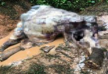 Gajah mati ditembak, kulit pula dilapah