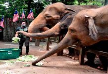 Keprihatinan masyarakat bantu kelangsungan haiwan di Zoo Melaka