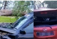 மரம் விழுந்து 3 பேர் காயம்