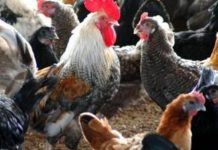 பறவைக்காய்ச்சல்; அழிக்கப்பட்ட பண்ணை பறவைகள், முட்டைகள் இழப்பீடு