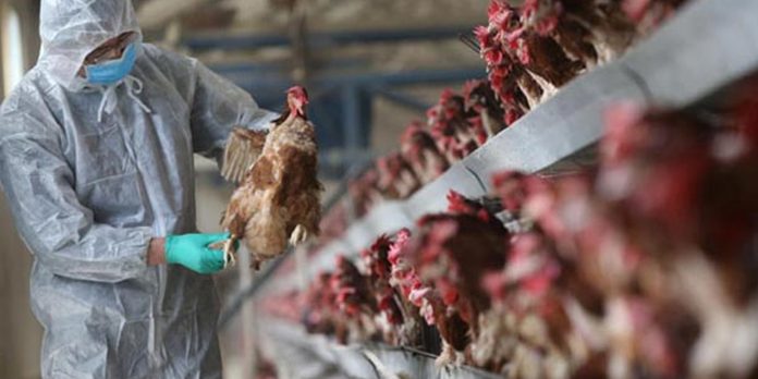 bird flu virus chicken