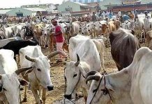 பசுவதை தடை அவசர சட்டம் அமலுக்கு வந்தது