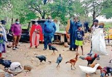 நெல்லையில் இறந்த பறவைகளின் மாதிரி எடுத்து பரிசோதனை-கால்நடை துறை அதிகாரிகள் ஆய்வு