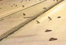 இத்தாலியில் பட்டாசு சத்தத்தால் கொத்து கொத்தாகச் செத்து மடிந்த பறவைகள்