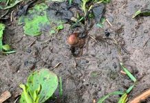 சேறு நிறைந்த பகுதியில் பாதி புதைந்த நிலையில் மனித கால் விரல்? போலீசாரை அழைத்த பெண் – அதிர்ந்துபோன போலீசார்