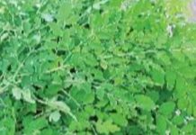 கரோனாவினால் உலகச் சந்தையில் முருங்கை இலைகளுக்கு தேவை அதிகரிப்பு