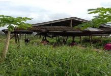 Sarang perjudian sabung ayam diserbu