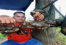 Ternak ketam nipah raih pendapatan RM10,000 sebulan