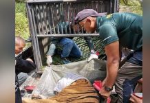 Harimau belang jantan ditemukan dengan kesan cedera ditembak