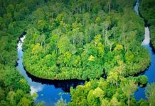 Kerajaan Selangor dituduh tamat kontrak tanam semula hutan