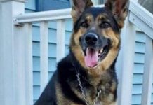 உயரமான குடியிருப்புகளில் நாய்கள் வளர்க்க அனுமதிக்கப்படாது- JB மேயர் தகவல்