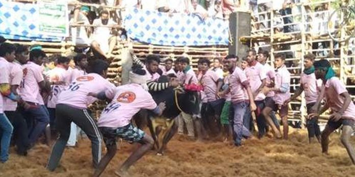 Jallaikattu thanjai