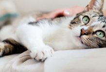 பத்து பாஹாட்டில் தீ விபத்து: உயிர்களைக் காப்பாற்றிய ‘பூனைத் திருடன்’!