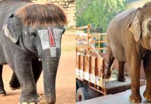 நலவாழ்வு முகாமிற்கு புறப்பட்ட கோவில் யானைகள்!