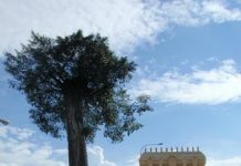 மாரான் மரத்தாண்டவர் பங்குனி உத்திர திருவிழா – சிறிய அளவில் நடைபெறும்