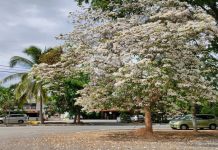 Pesona “Bunga Sakura Malaysia” di Sik