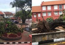 Pokok Ikonik Bandar Sejarah Di Melaka Tumbang Menyembah Bumi Selepas 100 Tahun