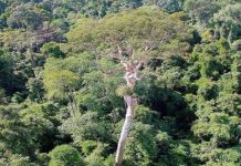 Hutan: Satu pandangan sisi