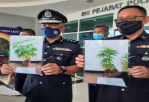 Tanam ganja dalam tandas