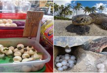 Haramkan jual telur penyu