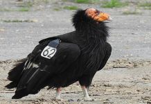 California kembali ‘beraksi’ ke habitat asal