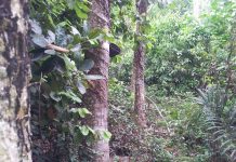 15,282 hektar kebun getah terjejas