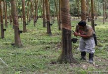 Pekebun kecil getah disaran tubuh koperasi