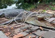 10 நாட்கள் கண்காணிப்பிற்கு பிறகு 4.5 மீட்டர் முதலை பிடிப்பட்டது