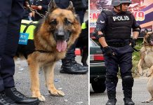 Anjing K9 ditempatkan di SJR sempadan