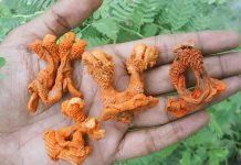 இந்த பொருட்களை மட்டும் உங்கள் பாக்கெட்டில் வைத்து இருந்தால் எப்போதும் அதிர்ஷ்டக் காற்று உங்கள் பக்கம் தான் வீசும்