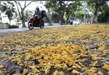 சாலைகளில் ‘தங்கம்’ போல் பூக்கள்